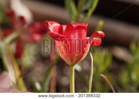 Petal Of A Flax-leaved Tulip, Tulipa Linifolia