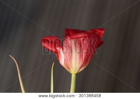Petal Of A Flax-leaved Tulip, Tulipa Linifolia