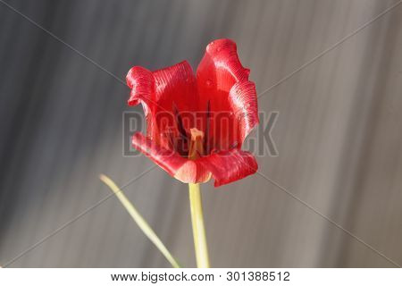 Petal Of A Flax-leaved Tulip, Tulipa Linifolia