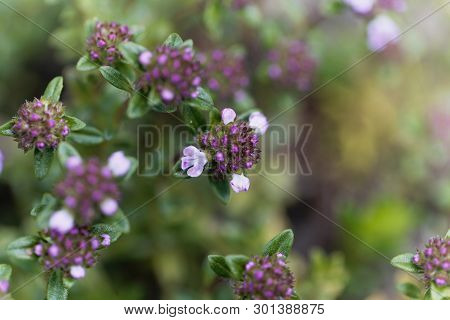 Flowers Of The Thyme Thymus Longicaulis.