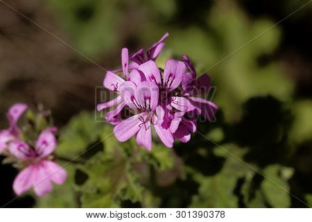 Citronella  Pelargonium,  Pelargonium Citriodorum