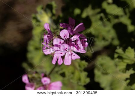 Citronella  Pelargonium,  Pelargonium Citriodorum