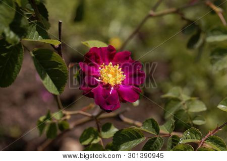 Flower Of A Purble Rosa Violacea
