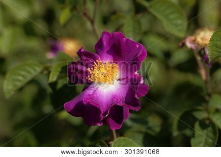 Flower Of A Purble Rosa Violacea