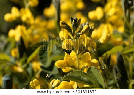 Flowers Of A False Lupin, Thermopsis Montana.