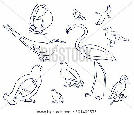 Birds Cartoon Set. Flamingo, Gull, Duck, Woodpecker, Black Grouse, Eagle, Pigeon, Sparrow, Tern. Han