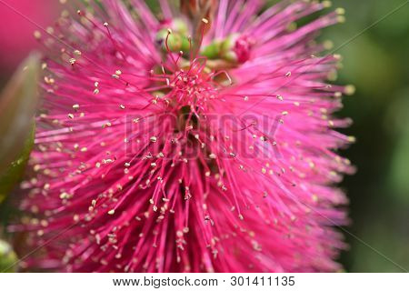 Bottlebrush Hot Pink - Latin Name - Callistemon Viminalis Hot Pink (melaleuca Viminalis Hot Pink)