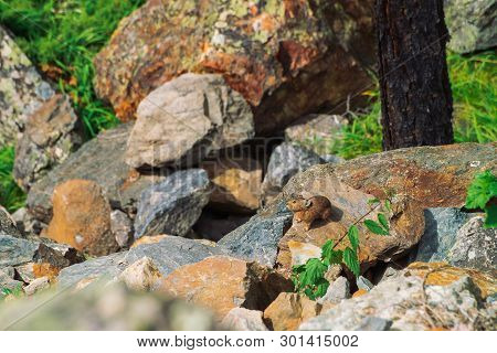 Pika Rodent On Stones In Highlands. Small Curious Animal On Colorful Rocky Hill. Little Fluffy Cute 