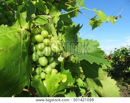 Green Vineyard, Bunches Of White Grapes Growing In Summer. Rural Landscape With Unripe Grapevine And