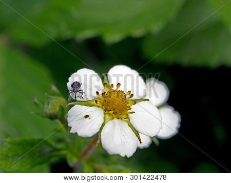 Garden Pest Beetle With Latin Name Curculionidae On Strawberry Flower