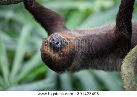 Closeup Portrait Of Brown Furry Sloth With Yellow Eyes And A Bright Nose Looking Upside Down.