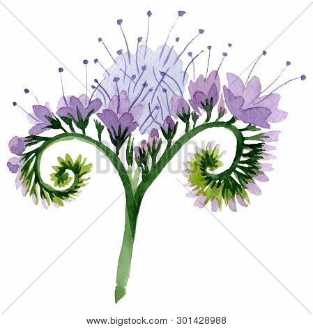 Purple Phacelia Floral Botanical Flower. Watercolor Background Illustration Set. Isolated Phacelia I