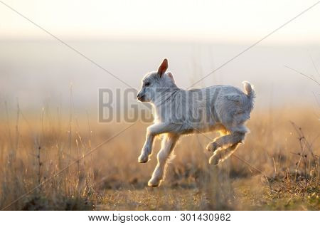 Cute Yeanling Running On Field At Sunset