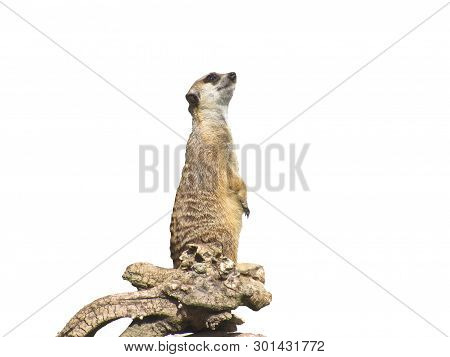 Portrait Of A Meerkat - Suricata - Standing Upright Isolated On White Background.