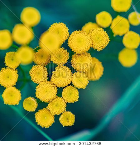 Tansy Flowers Close Up. Tanacetum Vulgare Blossom Plant. Yellow Healthy Herb Flowers, Macro View.