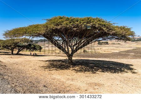 Big Tree On The Road From Gondar To The Simien Mountains, Ethiopia, Africa