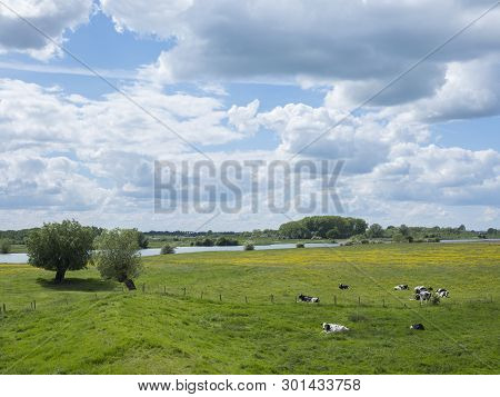 Black And White Cows Near Willows In Dutch Floodplains Of River Lek Near Utrecht In The Netherlands 