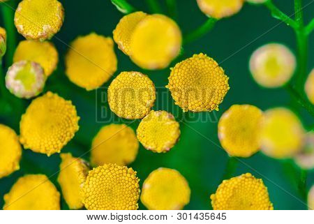 Tansy Flowers Close Up. Tanacetum Vulgare Blossom Plant. Yellow Healthy Herb Flowers, Macro View.