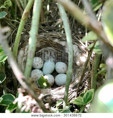 Eggs From Oval Strong Shell Waiting Their Mother In Nest. Nest With Young White Eggs Protected By Th