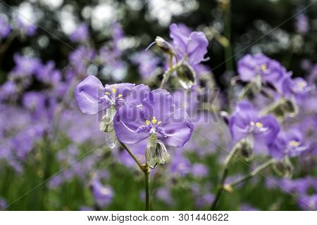 Crested Serpent Sweet Purple Flowers In The Garden