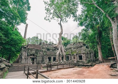Amazing Ta Prohm Temple Overgrown With Trees. Mysterious Ruins Of Ta Prohm Nestled Among Rainforest 
