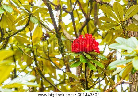 Red Azalea Or Rhododendron Arboreum Ericaceae Flower In Tree And Leaves Is A Very Rare Tree In The T