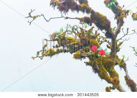 Red Azalea Or Rhododendron Arboreum Ericaceae Flower In Tree And Leaves Is A Very Rare Tree In The T