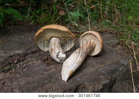 Several Porcini Mushrooms (boletus Edulis, Cep, Penny Bun, Porcino Or King Bolete) On Wooden Backgro