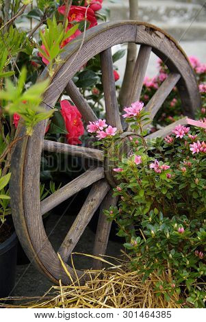 Old Wooden Cart Wheel On A House Wall Decorated With Red Flowering Hanging Geranium