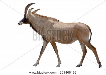Roan Antelope On White Background - Rare, Detail