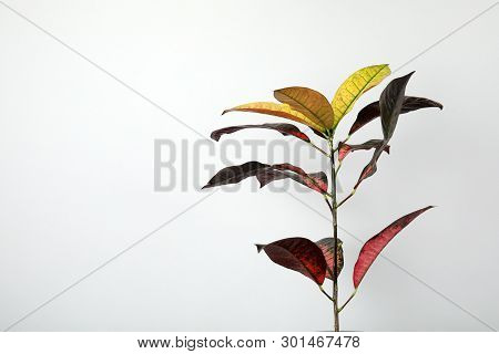 Croton Home Plant On Grey Background, Space For Text