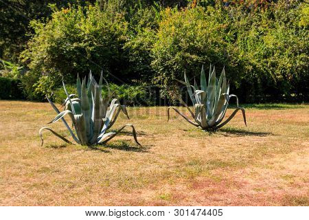 Agave Tequilana, Commonly Called Blue Agave (agave Azul) Or Tequila Agave