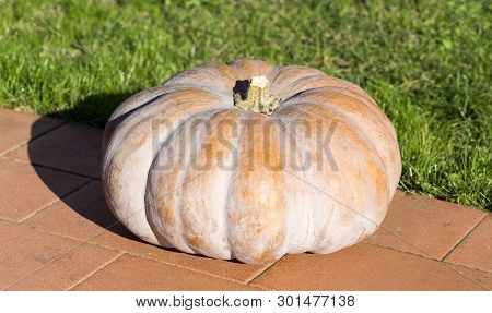 A Close Up Of A Pumpkin In Italy
