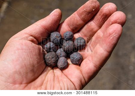 Iron Ore Taconite Pellets In Worker Hand