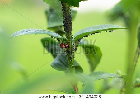 Ladybug Sitting On A Leaf In The Garden. Hunting Aphids.