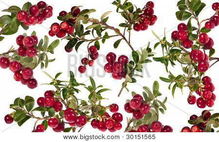 ramas de rojos rojos aislados sobre fondo blanco
