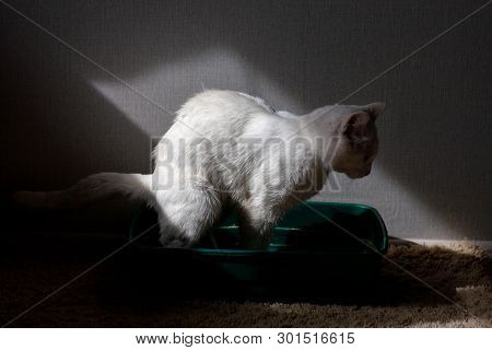Closeup Of Cat Overweight Constipated Sick Trying To Go To The Bathroom In Box At Home Sad Looking D