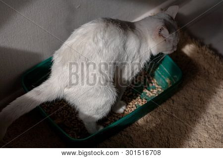 Closeup Of Cat Overweight Constipated Sick Trying To Go To The Bathroom In Box At Home Sad Looking D