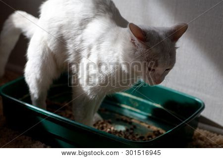 Closeup Of Cat Overweight Constipated Sick Trying To Go To The Bathroom In Box At Home Sad Looking D