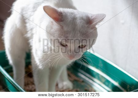 Closeup Of Cat Overweight Constipated Sick Trying To Go To The Bathroom In Box At Home Sad Looking D