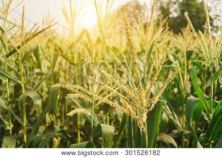 Corn Flowers Are Blooming In Corn Fields, Field Of Wheat.