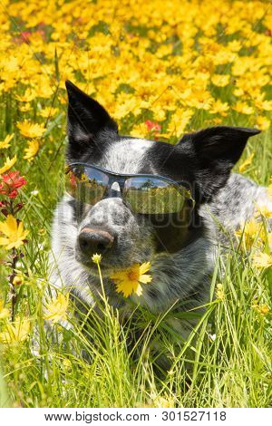 Happy black and white dog lying on a flowery meadow in spring sunshine wearing shades