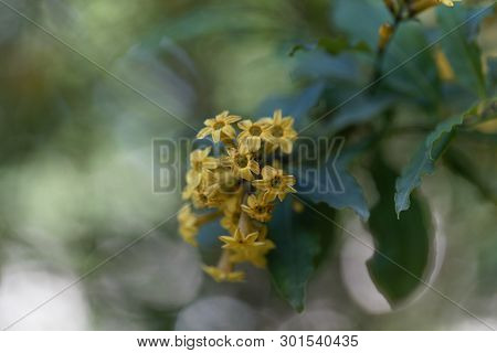 Flowers Of A Green Cestrum, Cestrum Parqui