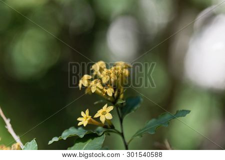 Flowers Of A Green Cestrum, Cestrum Parqui