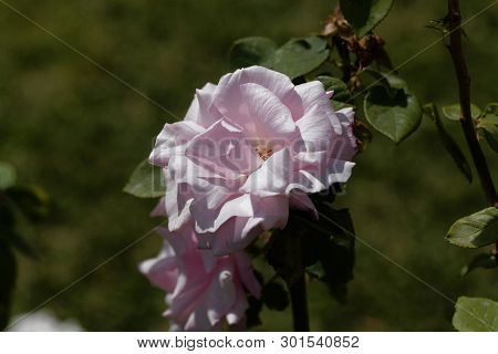 White Blossom Of A Kathleen Harrop Rose