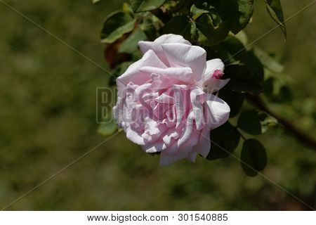 White Blossom Of A Kathleen Harrop Rose
