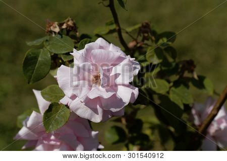 White Blossom Of A Kathleen Harrop Rose