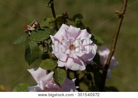 White Blossom Of A Kathleen Harrop Rose