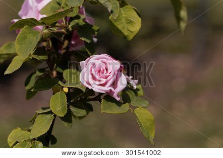 White Blossom Of A Kathleen Harrop Rose