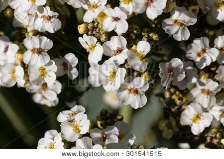 Flowers Of A Crambe, Crambe Maritima.